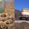 Ponovo zahtevi za info od javnog značaja! Teme: Uginule ovce i koze i akcident kod Sopotskog Hana. Adrese: Ministarstvo…