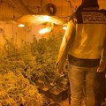 U velikoj akciji španske policije uhapšeni Srbi: Naši državljani bili vođe bande za proizvodnju marihuane, po ovoj šemi…