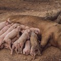 Nezapamćen slučaj u Brazilu Krmača na svet donela 33 praseta više nego što može da doji! Možda će i u Ginisa