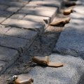 Litvanija se povlači iz Konvencije o zabrani protivpešadijskih mina