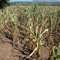 „Ako Bog da, imaćemo u budućnosti šta da jedemo“: Klimatske promene uzimaju sve veći danak, a poljoprivreda trpi