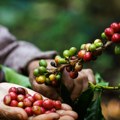 Cene kafe arabika nastavile rast ka rekordnom nivou
