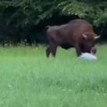 Bizon napao čoveka usred Evrope: Neverovatan snimak širi se mrežama