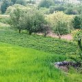 Poljoprivrednik iz sela kod Trstenika nakon 30 godina isekao šljivik od preko 1.000 stabala: Više ne može da pokrije troškove…