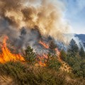 Vatrena stihija na Zlatiboru: Požar na Vodicama zahvatio oko dva hektara niskog rastinja i borove šume