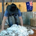 Australija ima previše ovaca: Farmeri ne znaju šta će sa njima, daju ih za džabe, ali neće ih niko