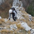 Tragovi velike zveri nađeni na srpskoj planini: Prizor sve šokirao, pored bili i ostaci skeleta (foto)