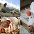 Zakerberg izneverovao, Fejsbuk postao stočna pijaca! Prasići se kupuju i prodaju kao od šale, interesovanje je ogromno neke…