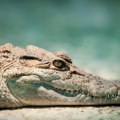 Ženu napao aligator, delovi tela nađeni na obali FOTO
