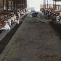 Švajcarska uvodi toalet za krave! Inovativno rešenje smislili Holanđani radi smanjenja amonijaka u štalama