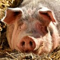 Uprava za veterinu registrovala tri žarišta afričke kuge svinja u Srbiji