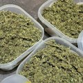 Akcija u Novom Sadu: Otkrivena tajna laboratorija za marihuanu: Osumnjičeni uhapšeni, pronađeno 6 kilograma droge