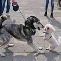 Zašto mali psi laju na sve, a veliki su flegme? Koliko samo grešimo, ovo nema veze sa rasom