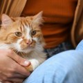 5 super razloga zašto je dobro da imate mačku: Ona vas štiti od nevidljivih uticaja, vreme je da ostvorite vrata svog doma…