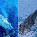 Primećena ogromna ajkula kod ostrva u Hrvatskoj: Građani u strahu, pojavio se jeziv snimak (video)