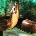 Naučnici u neverici! Otkrili čudovišnu zmiju od 15 metara: "Veća je i od Titanoboa"