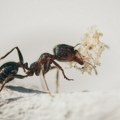 Alarm u Nemačkoj: Pronađen mrav čiji ubod izaziva šok opasan po život, širi se po Evropi
