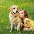 Ove rase pasa obožavaju decu: S razlogom ih zovu „dadiljama“