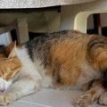 Marko čistio kontejnere, pa doživeo susret koji će zauvek pamtiti! Mače izbeglo smrt u poslednjem trenutku