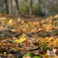 Evropske šume od 2018. gube rekordne količine biomase: Studija otkriva uzroke