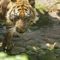 Tigar nasmrt izujedao čoveka; Usledila hitna odluka zoološkog vrta: Evo šta će biti sa životinjom