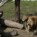 Horor u zoo vrtu Sveštenik ušao u kavez s lavovima da ih "pokrsti", a onda je zver napala (video)