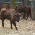 Uginuo bizon Đuka