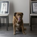 Portugalskom psu Bobiju posthumno oduzeta titula najstarijeg psa na svetu