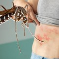 Ujedali kao sumanuti, ni sprejevi nisu pomagali: Beograđani, ova vest za komarce će vas obradovati