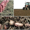 Srpski krompir u marketima širom regiona Povrtari sve više rade za velike trgovinske lance despotovo postaje centar za nove…