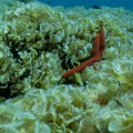 Situacija na Jadranu katastrofalna Preti biološki kolaps, izdato hitno upozorenje (foto)