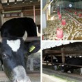 Krave daju manje mleka, a pilići za petinu lakši žega i suša ne gode ni domaćim životinjama ni farmerima