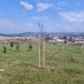 Posađeno novih 430 sadnica na Bagdali: Velika ekološka akcija u Kruševcu