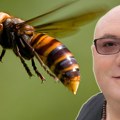 Stršljeni zbog ovog poteza još agresivniji: Vladica objasnio kako da sačuvate glavu, a ni to nije uvek dovoljno