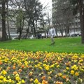 Почела пролећна садња цвећа на територији града Лесковца, Вучја, Грделице и Предејана