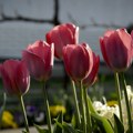 Vašar lukovica u Svetozaru Miletiću - od viška ljiljana do cvetne oaze