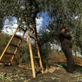 Rat u Gazi uništio oko 90 odsto površina pod maslinama