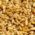 Pet zemalja EU za produžetak zabrane uvoza ukrajinskog žita