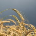 Dobra godina za proizvodnju pšenice: Proizvedeno 3,4 miliona tona