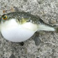 Naučnici: Riba nađena u Jadranu je vrlo loša vest, budite oprezni