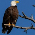 Amerika i životinje: Optuženi da su ubili 3.600 ptica, među njima i beloglave orlove