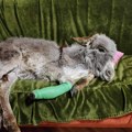 Uginulo magarence Milence: Spašen sa Krčedinske ade, ali prekasno