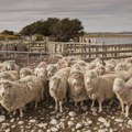Zašto brojimo ovce kada imamo nesanicu i da li to zaista pomaže?