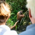 Znaju da je lek u prirodi: Orangutani leče rane nanošenjem lekovitog bilja