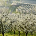 Biće čak 300.000 tona manje voća Visoke temperature uticale na rod, evo šta je najviše pogođeno