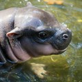 Beba nilski konj od devet meseci zvezda zoološkog vrta u Sidneju (FOTO)