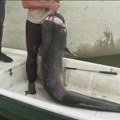 Novosađanin Predrag Radosavljev upecao soma teškog 90 kilograma