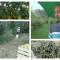 Prvo mraz uništio... Pa oktobarski sneg dokrajčio Srpski vaćari se hvataju za glavu: Vidite šta nas je zadesilo... (Foto)