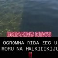 "Огромна риба зец" снимљена код Халкидикија! Да ли је ово најбоља фора лета 2026?