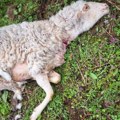 Grom usmrtio jagnje i ovna: Jako olujno nevreme na području Bijelog Polja napravilo haos